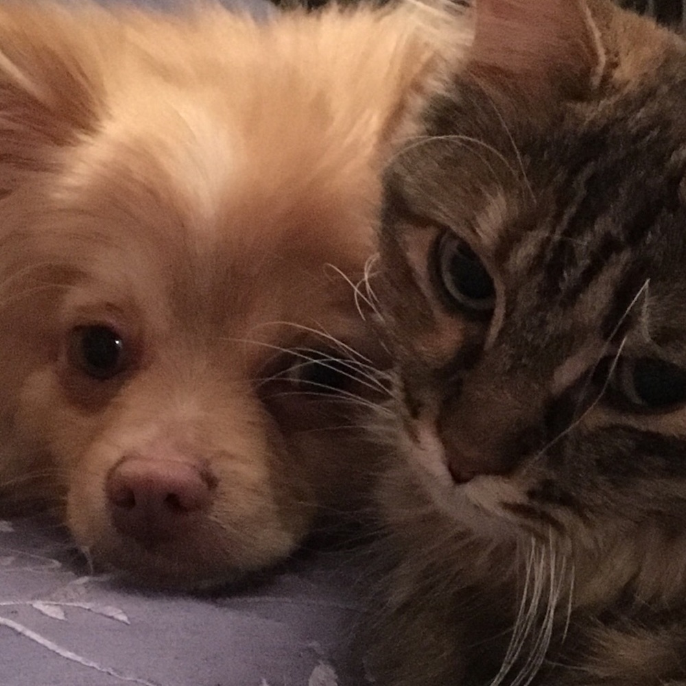Mr. Biscuit & Pippi Cat say...